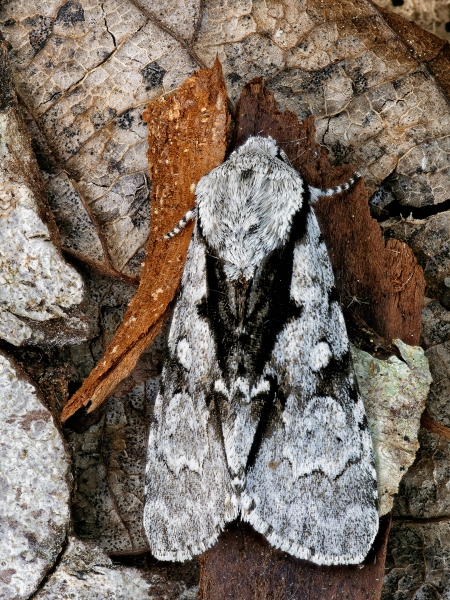 Photo of Acronicta funeralis by <a href="https://www.frogpondphotography.com/">Martin Dollenkamp</a>